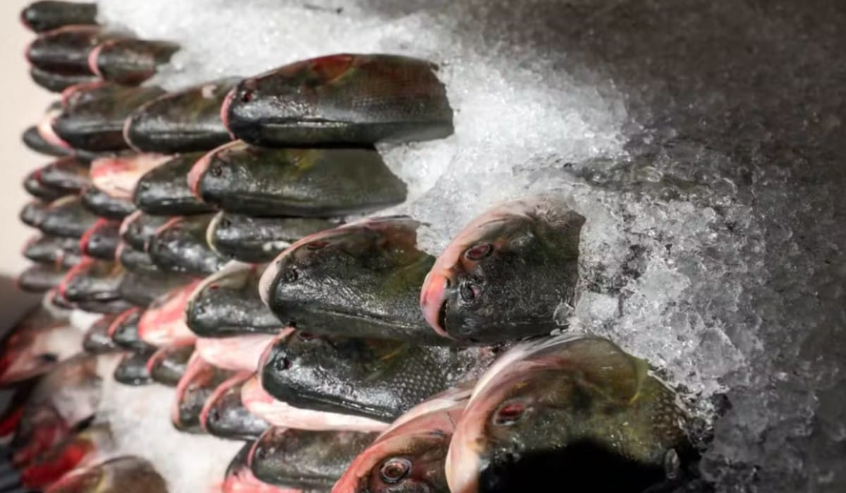 Início da Distribuição de Peixes Gratuitos pela Prefeitura de Manaus