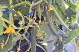 Inovação no Cultivo: Produtor de Boa Vista Adota Sistema Semi-Hidropônico para Aumentar Produção de Pepino