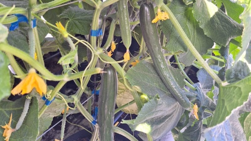 Inovação no Cultivo: Produtor de Boa Vista Adota Sistema Semi-Hidropônico para Aumentar Produção de Pepino