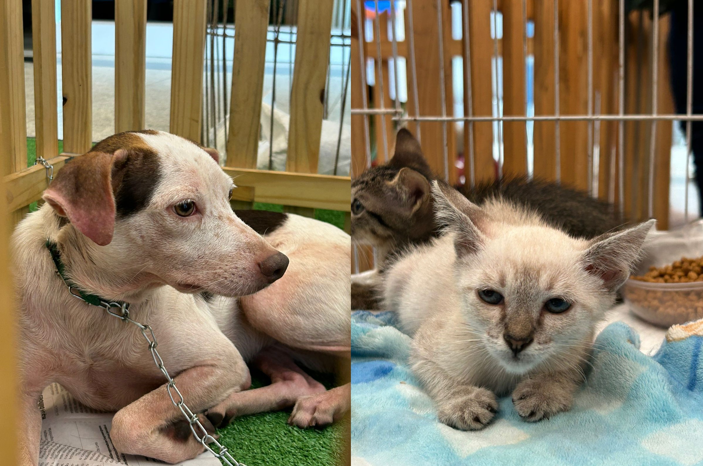 Feira de Adoção Pet em Belém: Uma Oportunidade para Encontrar Novos Lares para Animais Resgatados