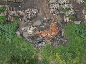 Prisão de Madeireiro em Anapu Após Tentativa de Suborno a Fiscal do Ibama
