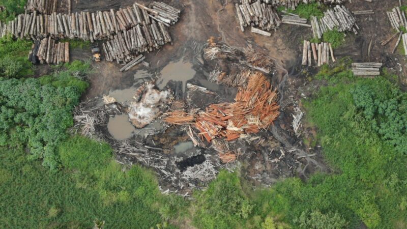 Prisão de Madeireiro em Anapu Após Tentativa de Suborno a Fiscal do Ibama