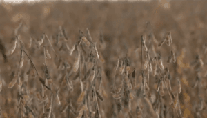 Impactos das Chuvas no Tocantins: Colheita de Soja e Plantio de Milho Comprometidos