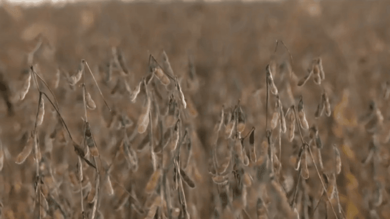 Impactos das Chuvas no Tocantins: Colheita de Soja e Plantio de Milho Comprometidos