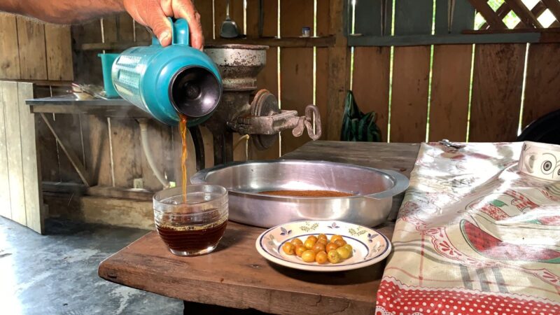 Crescimento da Produção de Café em Roraima: Um Panorama Atualizado