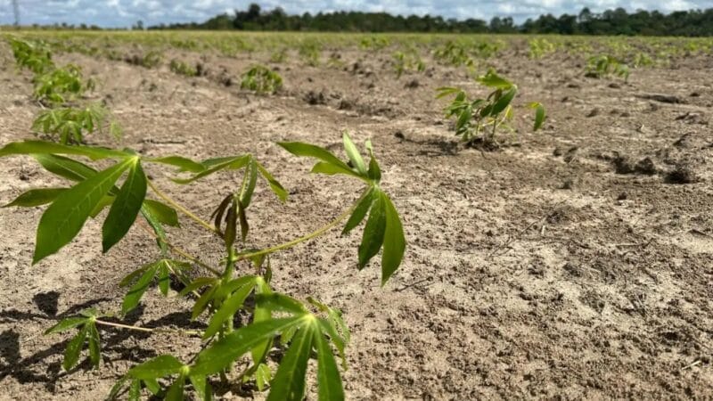 Investimentos de R$ 26 milhões no Amapá para Combater Praga da Mandioca