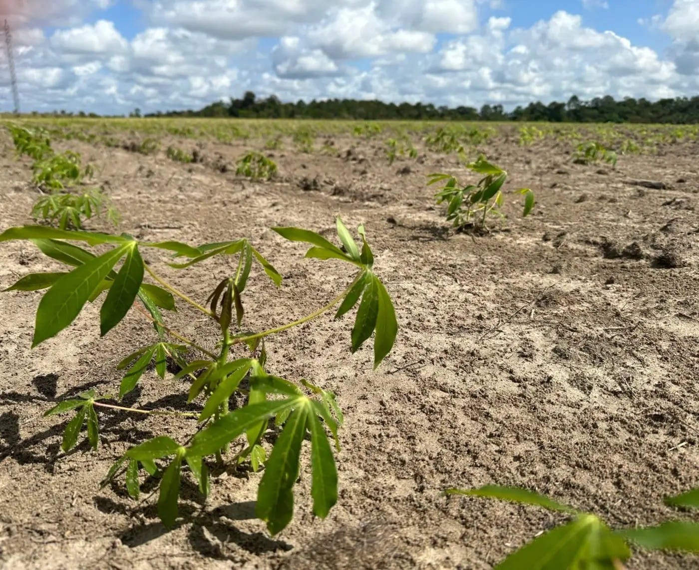 Investimentos de R$ 26 milhões no Amapá para Combater Praga da Mandioca