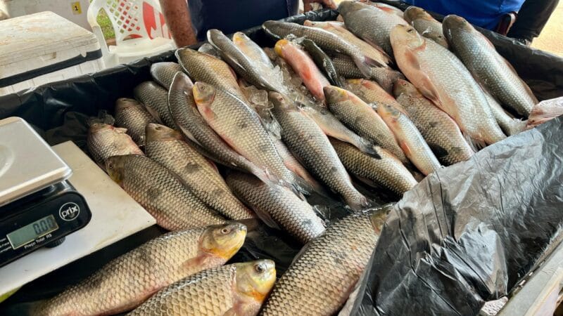 Feira do Peixe em Rio Branco: Expectativa de 146 Toneladas Vendidas na Semana Santa