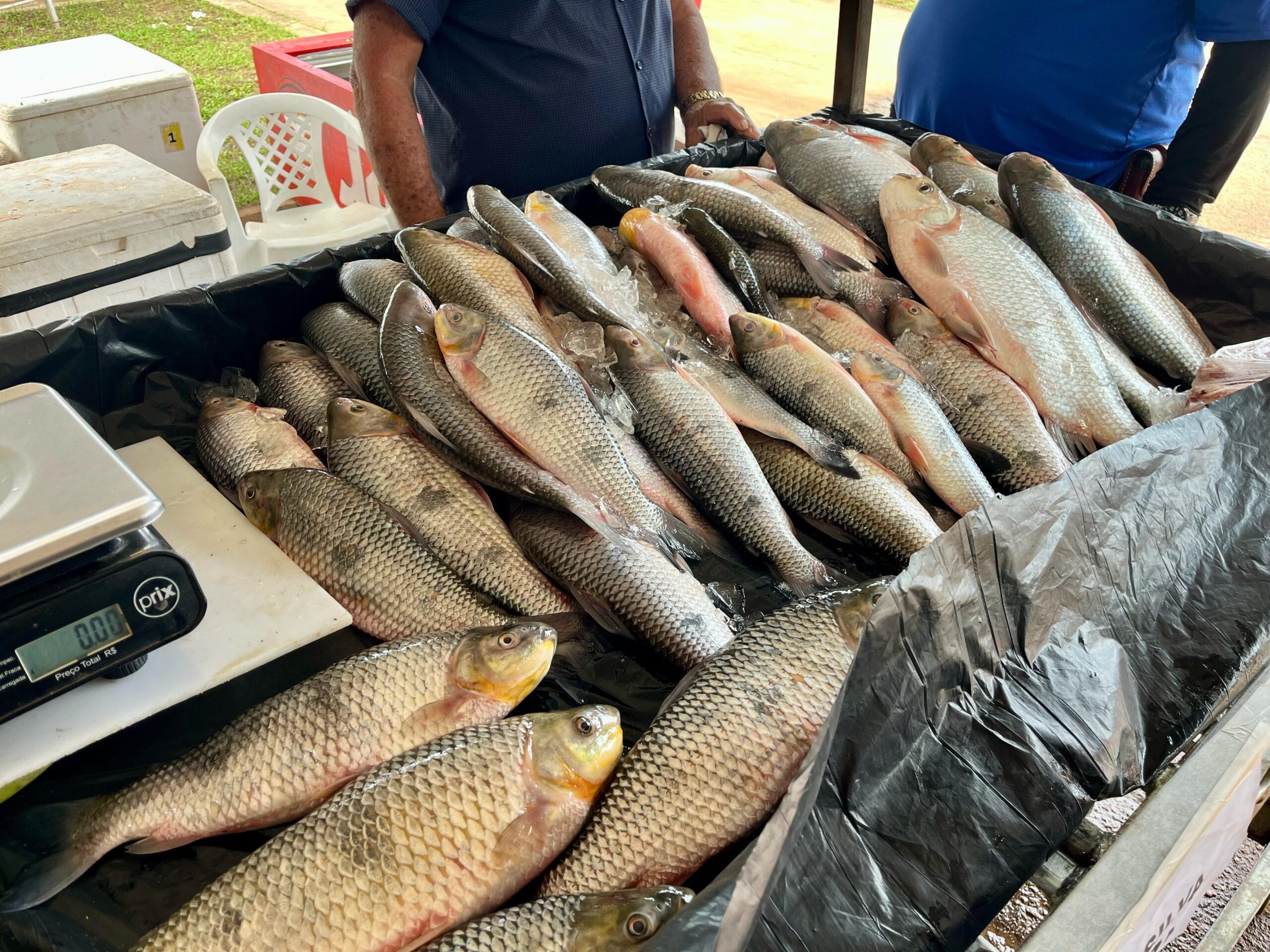 Feira do Peixe em Rio Branco: Expectativa de 146 Toneladas Vendidas na Semana Santa