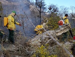 Semas Anuncia 112 Vagas para Brigadistas Florestais no Pará: Inscrições e Benefícios