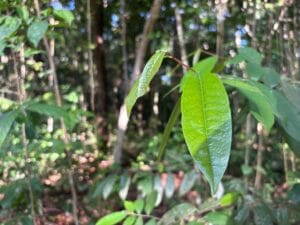MPF Move Ações Judiciais Contra Projetos de Crédito de Carbono no Amazonas por Violação de Direitos de Comunidades Tradicionais