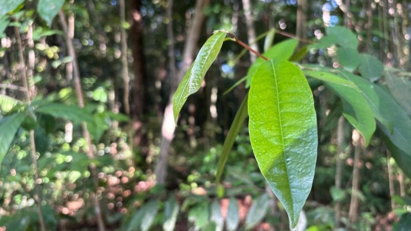MPF Move Ações Judiciais Contra Projetos de Crédito de Carbono no Amazonas por Violação de Direitos de Comunidades Tradicionais