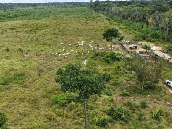 Ipaam Embarga 115 Hectares e Aplica Multas no Sul do Amazonas em Ação Ambiental