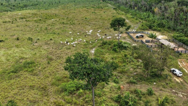 Ipaam Embarga 115 Hectares e Aplica Multas no Sul do Amazonas em Ação Ambiental