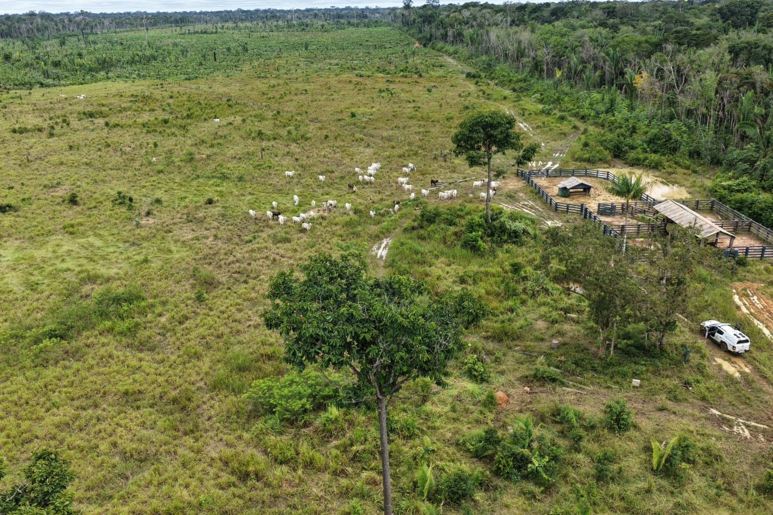 Ipaam Embarga 115 Hectares e Aplica Multas no Sul do Amazonas em Ação Ambiental