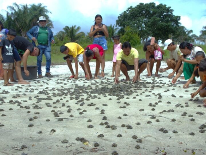 Lago Juruti Velho: Comunidade Realiza Soltura de 1.173 Filhotes de Tracajá