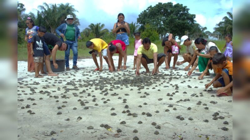 Lago Juruti Velho: Comunidade Realiza Soltura de 1.173 Filhotes de Tracajá