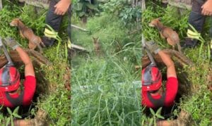 Cachorro é Resgatado por Bombeiros Após Cair em Poço em Paragominas, Pará