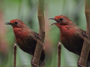 Descubra o Enigmático Canto do Uirapuru na Amazônia
