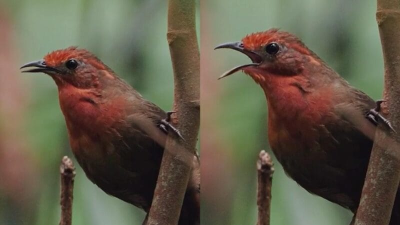 Descubra o Enigmático Canto do Uirapuru na Amazônia