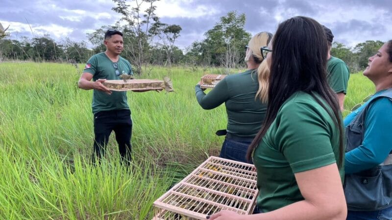 Operação Conjunta em Juruti Resulta na Apreensão de Quase 200 Aves Silvestres