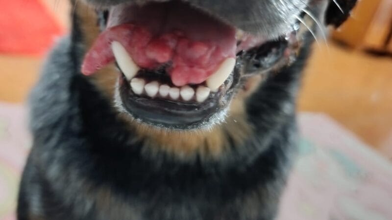 Cão Vítima de Maus-Tratos Encontra Novo Lar em Cabixi, RO