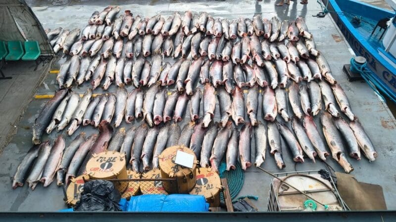 Apreensão de Pescado Ilegal no Amazonas: Mais de 16 Toneladas Destinadas a Comunidades Ribeirinhas