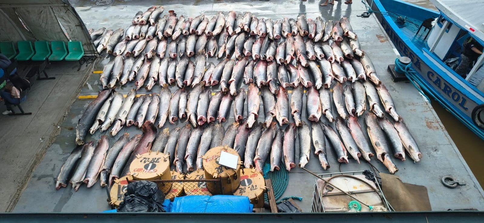 Apreensão de Pescado Ilegal no Amazonas: Mais de 16 Toneladas Destinadas a Comunidades Ribeirinhas