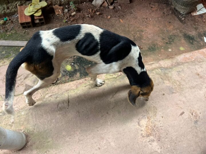 Mulher Presa por Maus-Tratos a Cães em Quatro Bocas, Pará