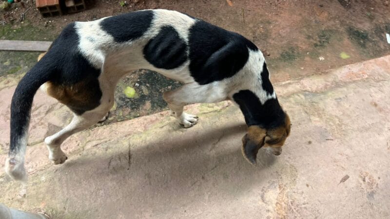 Mulher Presa por Maus-Tratos a Cães em Quatro Bocas, Pará
