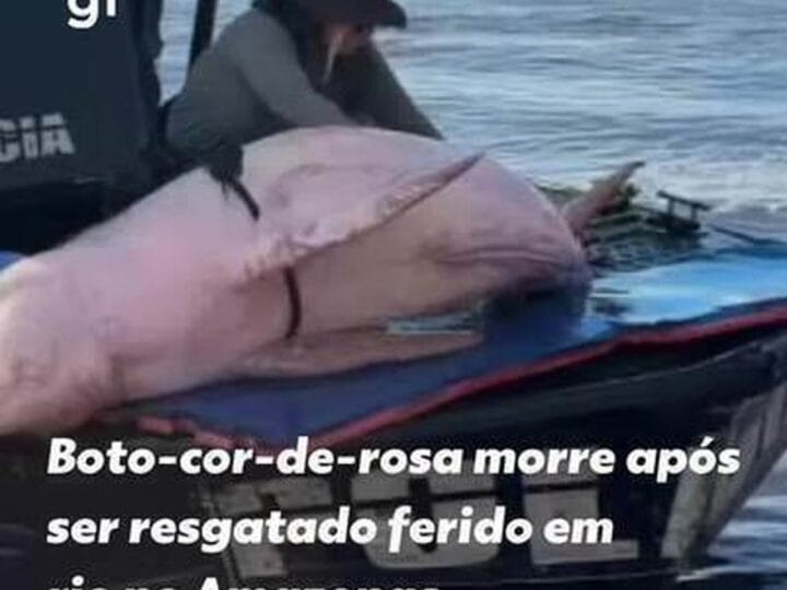 Boto-cor-de-rosa é resgatado em estado crítico e morre no Amazonas
