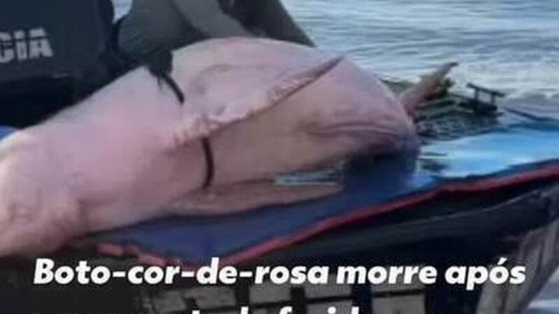 Boto-cor-de-rosa é resgatado em estado crítico e morre no Amazonas