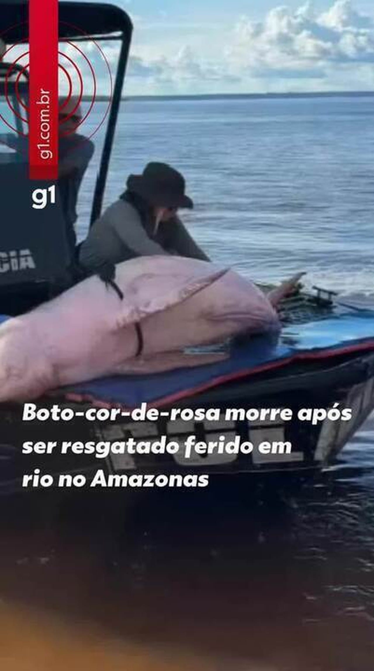 Boto-cor-de-rosa é resgatado em estado crítico e morre no Amazonas