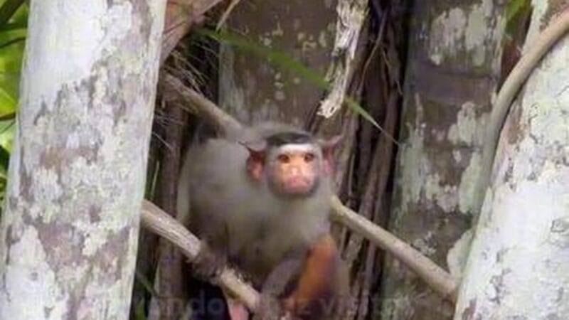 Visita Surpreendente do Mico Rondoni em Espaço de Eventos em Porto Velho