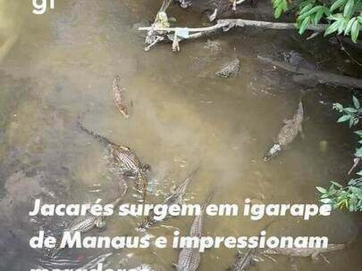 A Surpreendente Presença de Jacarés em Manaus: O Que Isso Revela Sobre a Fauna Urbana