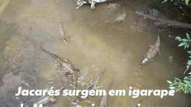 A Surpreendente Presença de Jacarés em Manaus: O Que Isso Revela Sobre a Fauna Urbana