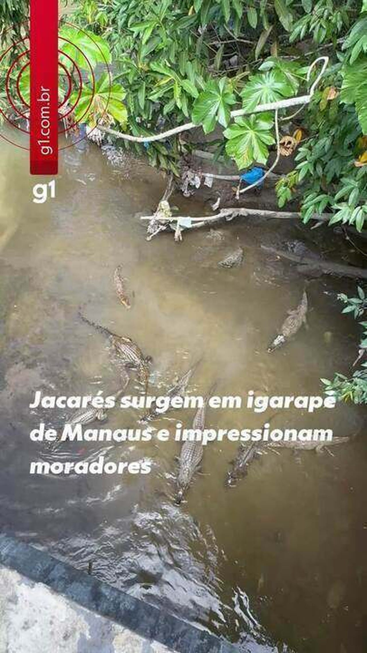 A Surpreendente Presença de Jacarés em Manaus: O Que Isso Revela Sobre a Fauna Urbana