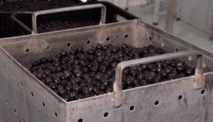 Estudo da Embrapa Garante Segurança do Açaí e Combate à Doença de Chagas