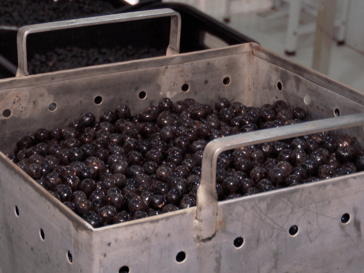 Estudo da Embrapa Garante Segurança do Açaí e Combate à Doença de Chagas