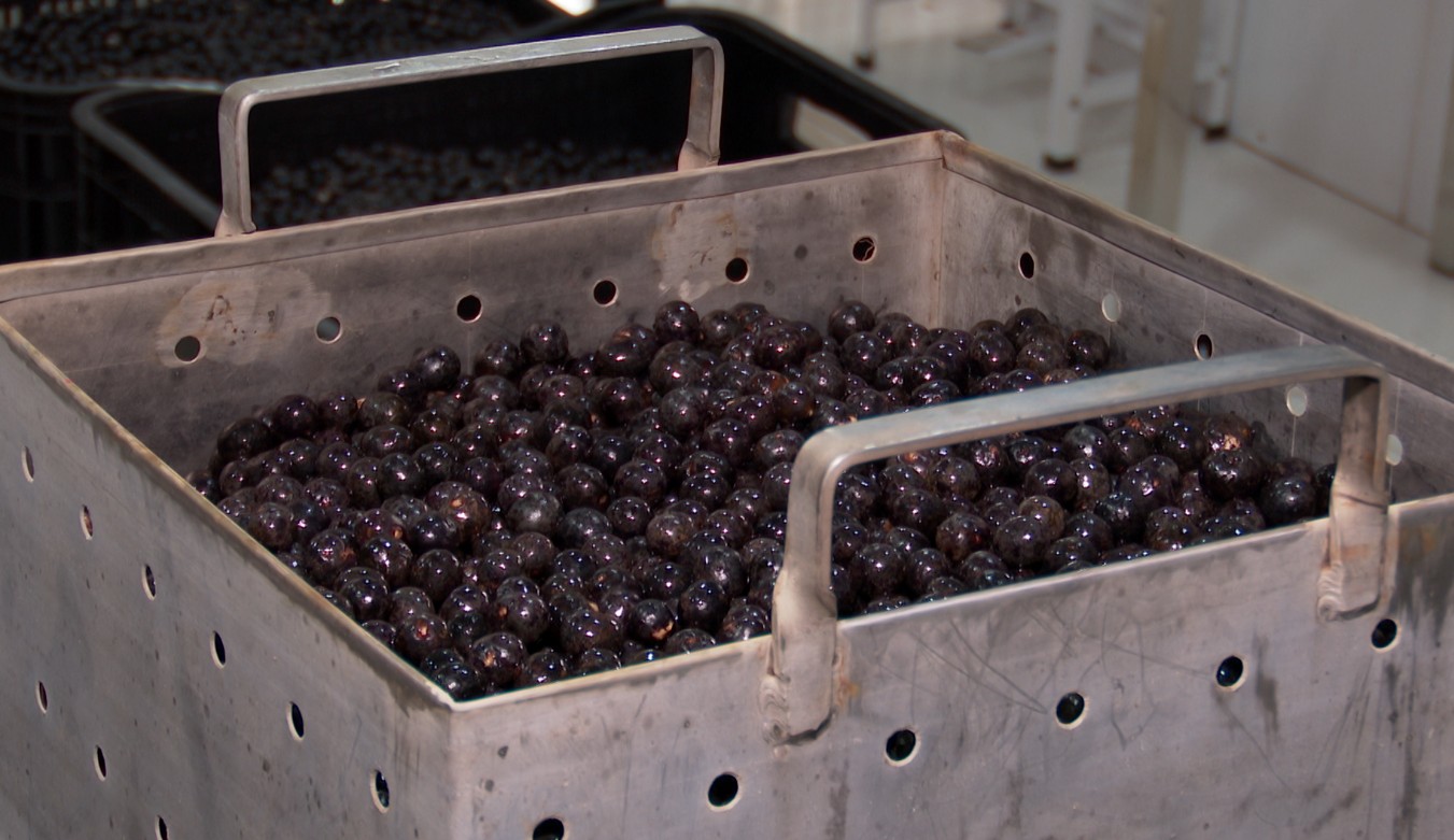 Estudo da Embrapa Garante Segurança do Açaí e Combate à Doença de Chagas