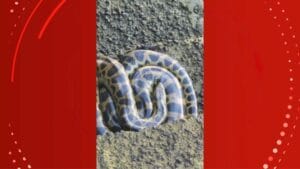 Encontro Inusitado: Jovem Descobre Cobra Sucuri na Orla de Macapá
