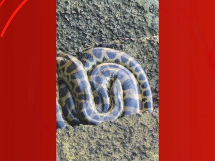 Encontro Inusitado: Jovem Descobre Cobra Sucuri na Orla de Macapá
