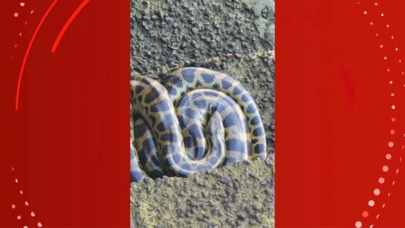 Encontro Inusitado: Jovem Descobre Cobra Sucuri na Orla de Macapá