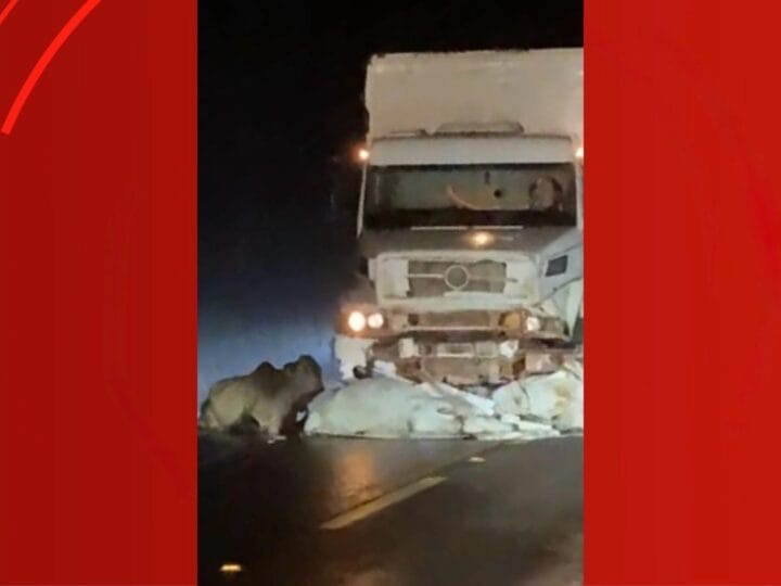 Caminhão colide com bois soltos na BR-156 no Amapá durante a madrugada