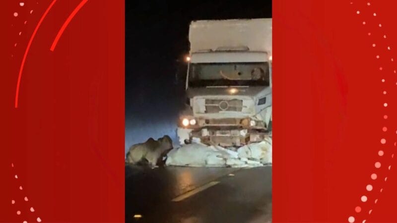 Caminhão colide com bois soltos na BR-156 no Amapá durante a madrugada