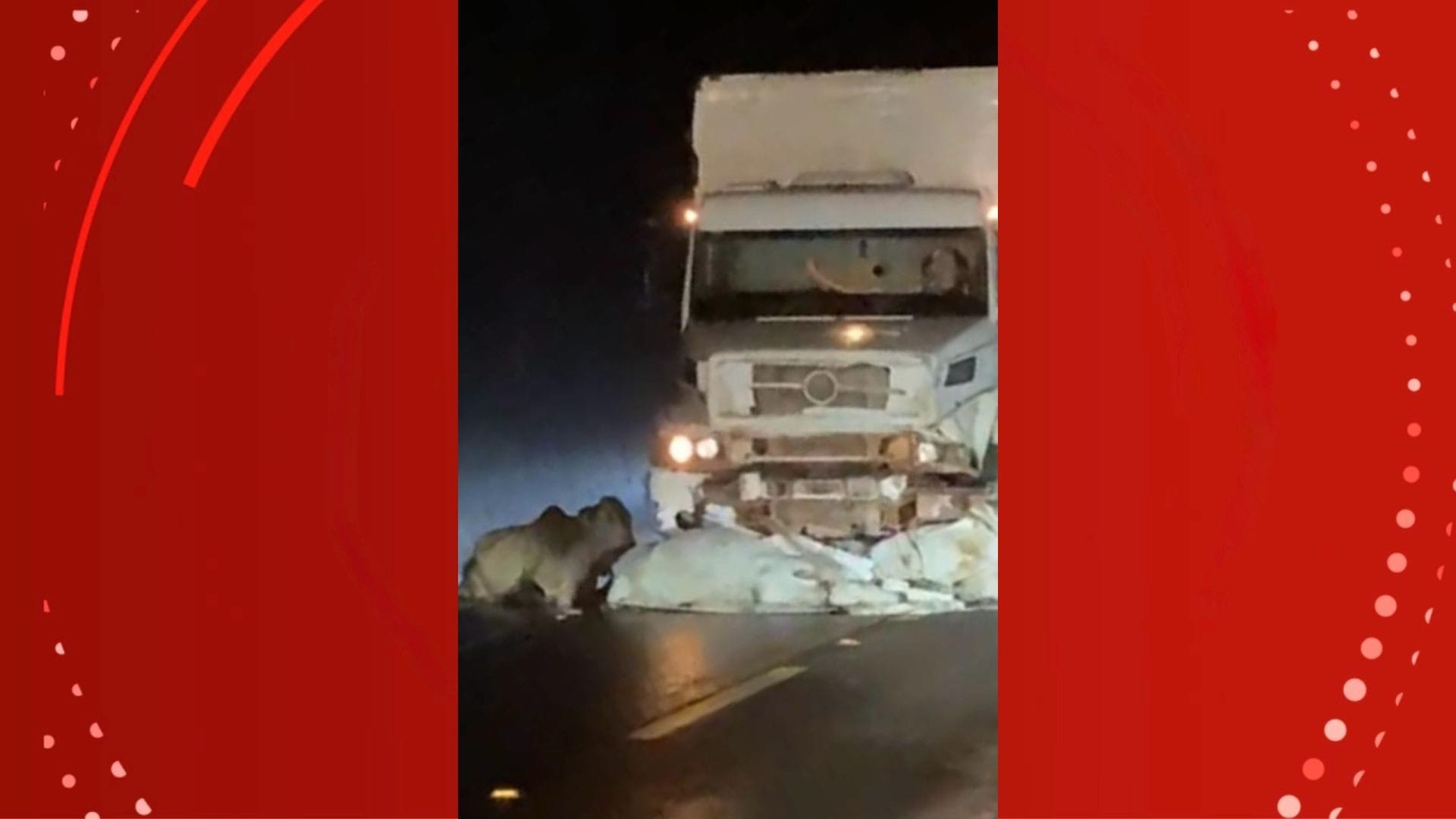 Caminhão colide com bois soltos na BR-156 no Amapá durante a madrugada