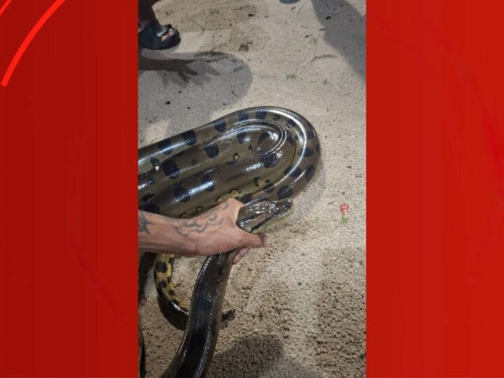 Sucuri de 2,5 Metros é Capturada em Porto Grande pelos Bombeiros