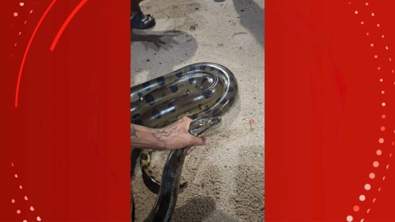 Sucuri de 2,5 Metros é Capturada em Porto Grande pelos Bombeiros