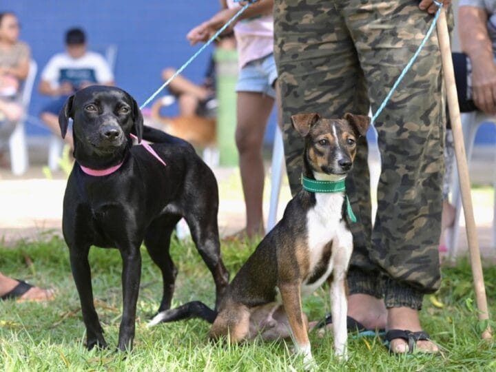 Vagas Abertas para Castração Gratuita de Animais em Manaus