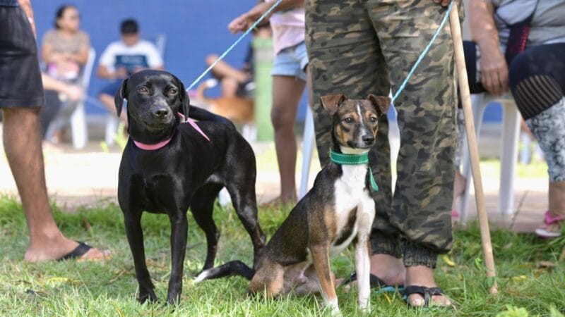Vagas Abertas para Castração Gratuita de Animais em Manaus